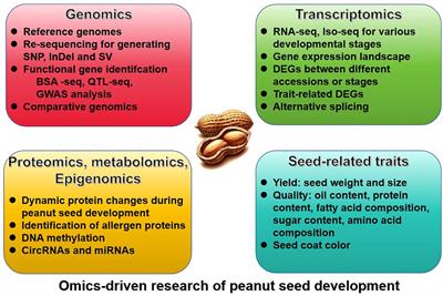 Omics-driven advances in the understanding of regulatory landscape of peanut seed development
